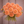 Bouquet of peach-colored Camano Buz dahlia flowers held by a person against a neutral background