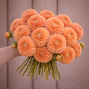 Bouquet of peach-colored Camano Buz dahlia flowers held by a person against a neutral background