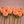Row of peach-colored Camano Buz dahlia flowers on a wooden surface