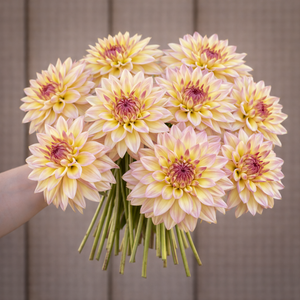 Bouquet of light pink Canoz
 Jaguar dahlias held by a person against a neutral background
