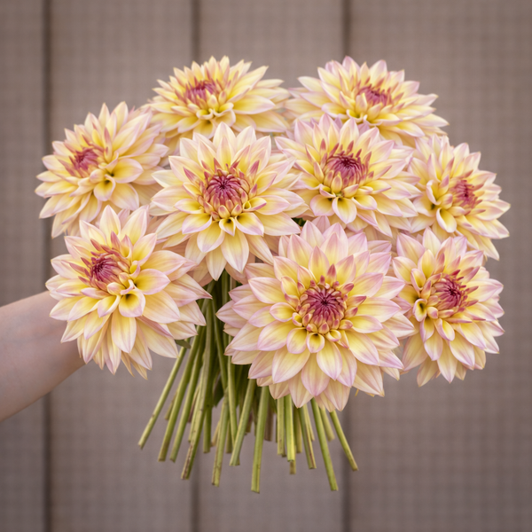 Bouquet of light pink Canoz
 Jaguar dahlias held by a person against a neutral background