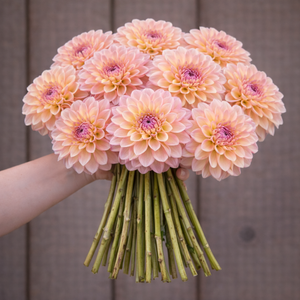 Bouquet of light pink Castle Drive dahlia flowers held by a person against a wooden background
