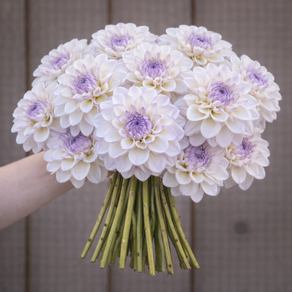 Bouquet of white and purple Connie Marion dahlia flowers held by a person against a wooden background