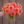 Bouquet of coral pink Cornel Bronze 
dahlias held by a person against a brown background