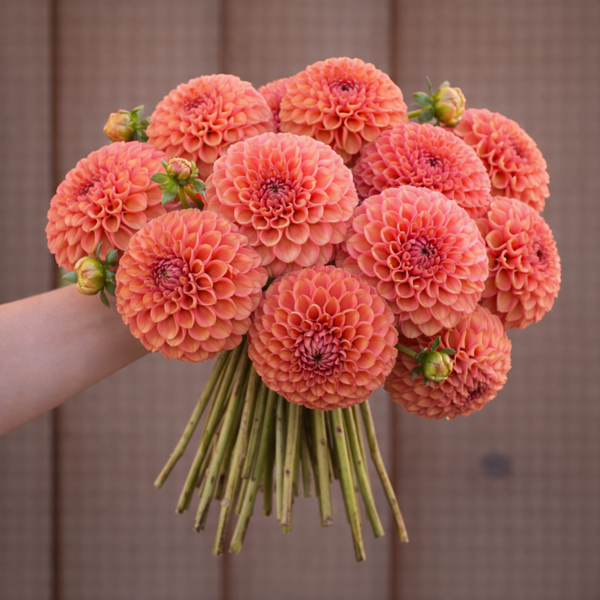 Bouquet of coral pink Cornel Bronze 
dahlias held by a person against a brown background