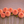 Row of peach-colored Cornel Bronze dahlia flowers on a wooden surface