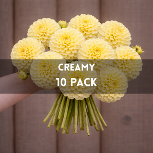 Bouquet of creamy yellow flowers held by a hand with text 'CREAMY 10 PACK' on a brown background.