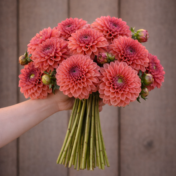 Bouquet of pink Daisy Duke dahlias held by a person against a wooden background