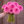 Bouquet of Esli dahlia pink flowers held by a person against a wooden background