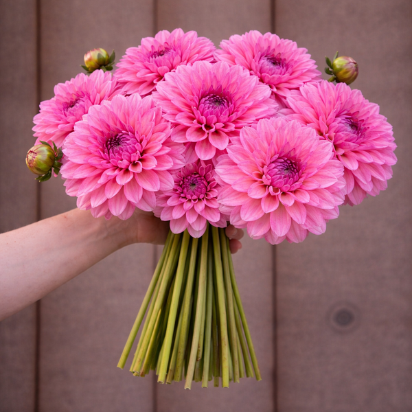 Bouquet of Esli dahlia pink flowers held by a person against a wooden background