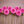 Pink Esli dahlia flowers arranged in a row on a wooden surface