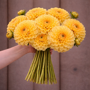 Bouquet of yellow Ferncliff Citron flowers held by a person against a brown background
