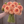 Bouquet of peach-colored Ferncliff Copper dahlia flowers held by a person against a wooden background