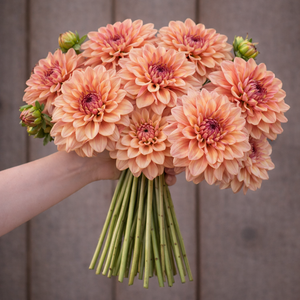 Bouquet of peach-colored Ferncliff Copper dahlia flowers held by a person against a wooden background