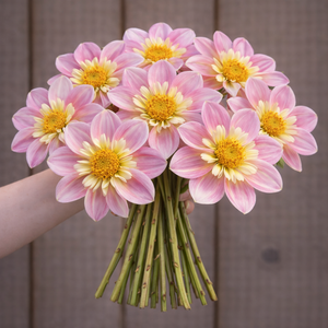 Bouquet of pink and yellow Ferncliff Dolly dahlia flowers held by a person against a wooden background