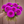 Bouquet of purple Ferncliff Gem dahlia 
flowers held by a person against a brown background