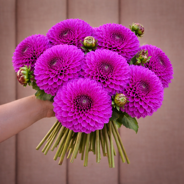 Bouquet of purple Ferncliff Gem dahlia 
flowers held by a person against a brown background