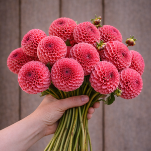 Hand holding a bouquet of pink Ferncliff Rusty dahlia flowers against a wooden background