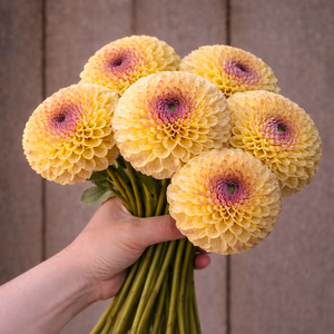 Bouquet of yellow flowers with pink centers called Ferncliff Spice dahlia held by a hand against a wooden background