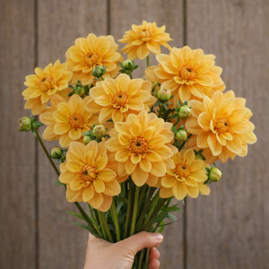 Bouquet of yellow Ginger Snap dahlia flowers held against a wooden background