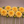 Yellow Ginger Snap dahlia flowers arranged in a row on a brown background