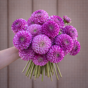 Bouquet of purple Hillcrest Jonathan flowers held by a person against a neutral background