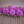 Purple Hillcrest Jonathan dahlia flowers arranged in a row on a brown background