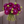 Bouquet of purple Ivanetti dahlia flowers held by a person against a wooden background