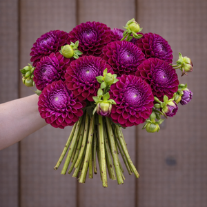 Bouquet of purple Ivanetti dahlia flowers held by a person against a wooden background