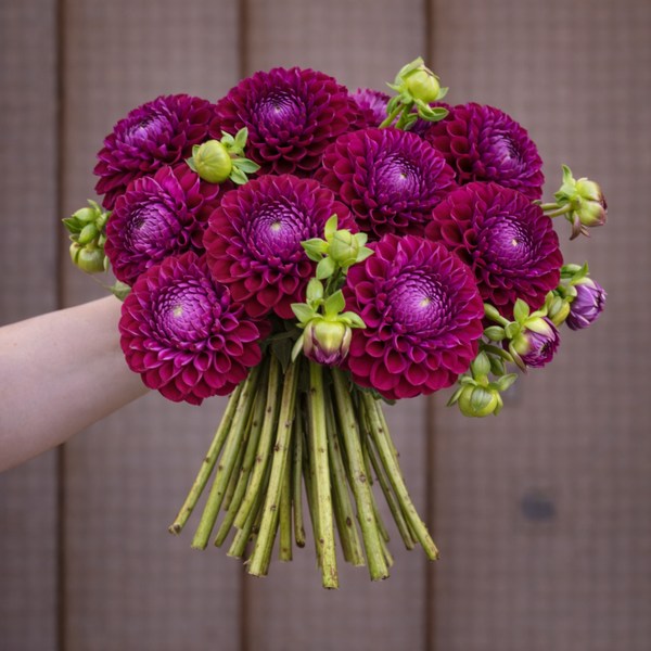 Bouquet of purple Ivanetti dahlia flowers held by a person against a wooden background