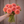 Hand holding a bouquet of pink Jomanda dahlia flowers against a wooden background