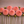 Pink Jomanda dahlia flowers arranged in a row on a brown background