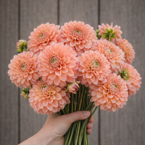 Hand holding a bouquet of peach-colored Jowey Nicky dahlia flowers against a wooden background
