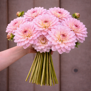 Bouquet of pink Karma Prospero dahlia flowers held by a person against a brown background