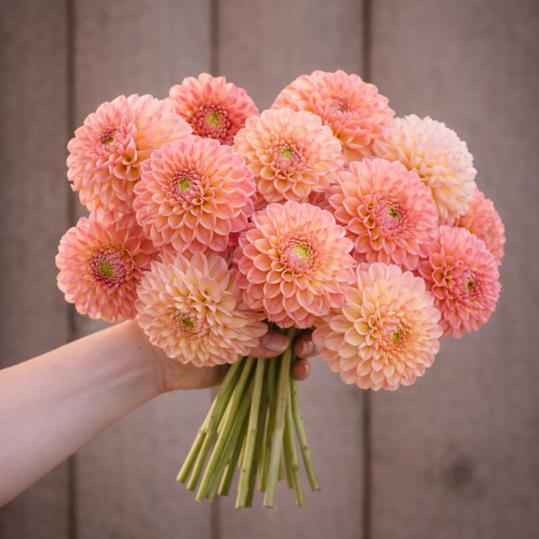 Bouquet of pink L.A.T.E. dahlia flowers held by a person against a wooden background