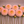 Pink L.A.T.E. dahlia flowers arranged in a row on a brown background