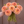 Bouquet of peach-colored Larks Ebb dahlia flowers held by a person against a wooden background