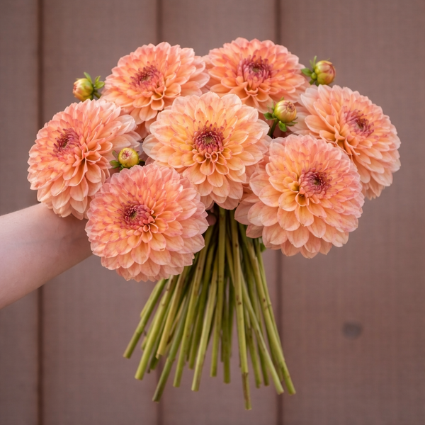 Bouquet of peach-colored Larks Ebb dahlia flowers held by a person against a wooden background