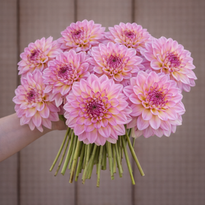 Bouquet of Lyn's Opal dahlias held by a person against a neutral background