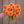 Bouquet of orange Maarn Sylvia dahlia flowers held by a person against a wooden background