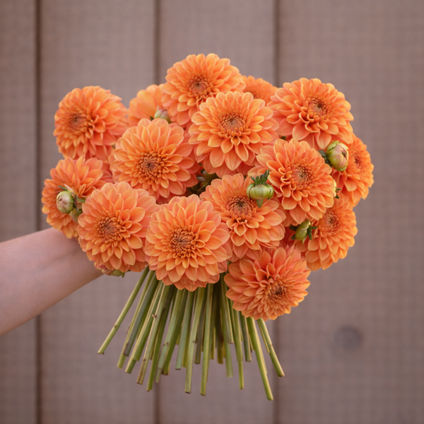 Bouquet of orange Maarn Sylvia dahlia flowers held by a person against a wooden background