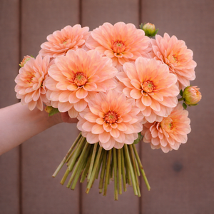 Bouquet of peach-colored Mister Frans flowers held by a person against a brown background