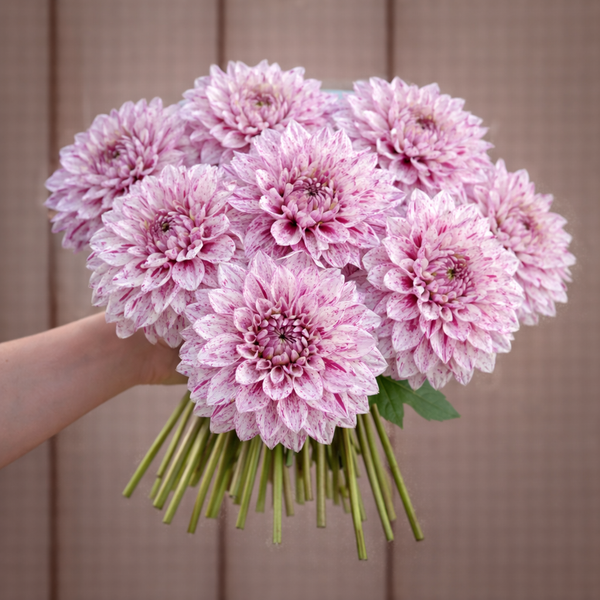 Bouquet of Misty Imagination dahlia flowers held by a person against a wooden background