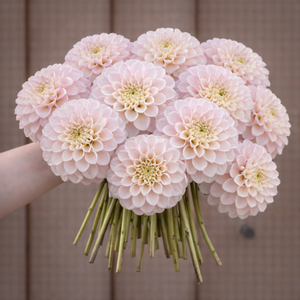 Bouquet of light pink Pink Pearl dahlia flowers held by a person against a wood background