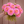 Bouquet of pink Runner dahlia flowers held by a person against a wooden background