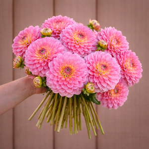 Bouquet of pink Runner dahlia flowers held by a person against a wooden background