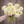 Bouquet of white and yellow Platinum Blonde Dahlia flowers held by a person against a wooden background