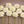 White and yellow Platinum Blonde dahlia flowers arranged in a row on a brown background