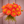 Bouquet of bright orange and yellow Pooh dahlia flowers held by a person against a neutral background