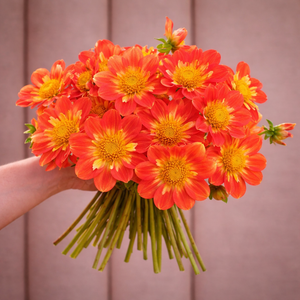 Bouquet of bright orange and yellow Pooh dahlia flowers held by a person against a neutral background